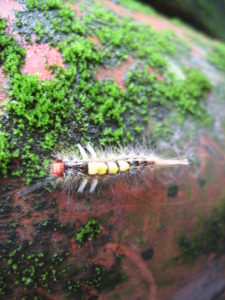 Did you know caterpillars eat moss? I didn't!