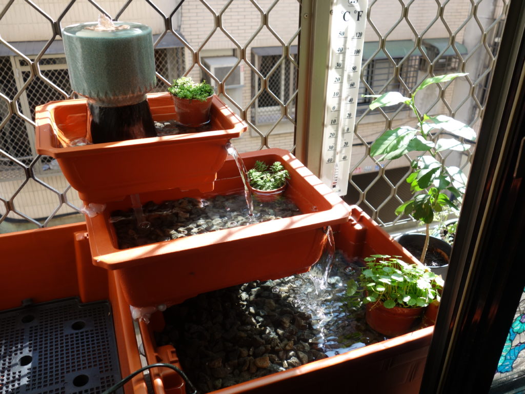 The final windowsill water garden!