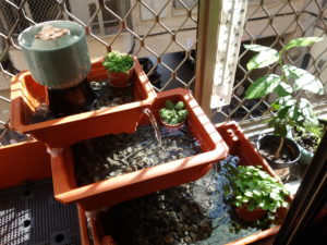 The plants inside should eventually grow to fill out the containers