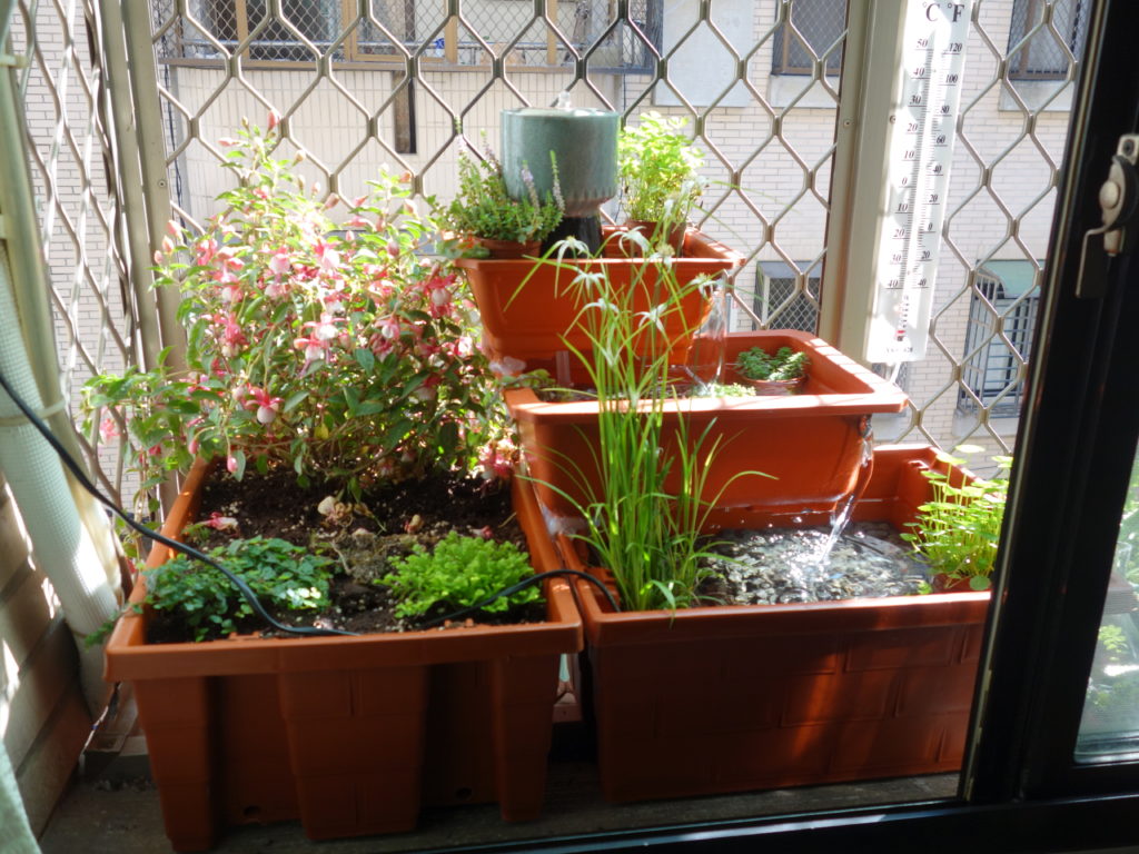 The final windowsill garden!