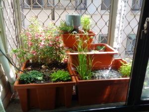 The final windowsill garden!